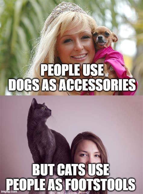 The Difference Between Cats And Dogs Imgflip