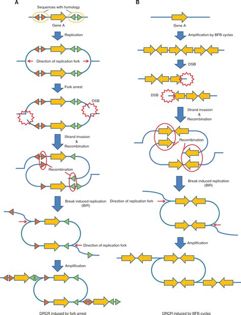 Figure From Gene Amplification Mechanisms And Involvement In Cancer