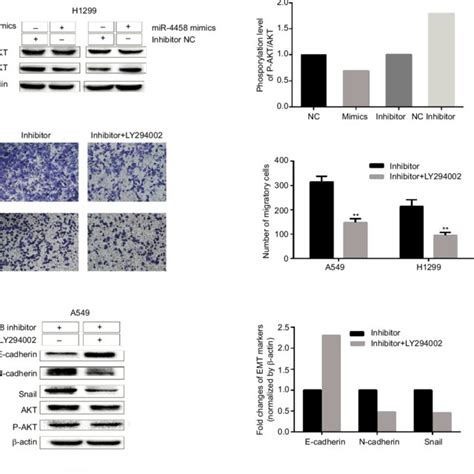 MiR 4458 Inhibited Migration And The EMT Process Via Pi3K AKT Pathway