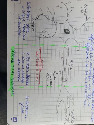 Anatomie Et Physiologie Nerveuse Soufiane DJELAD Cartes Quizlet