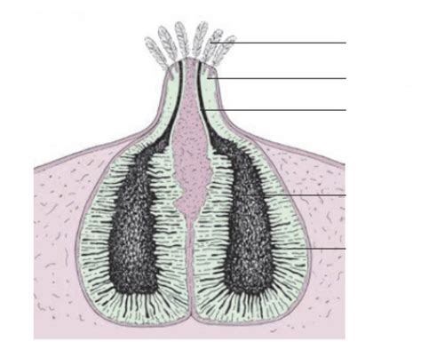 sebaceous gland Diagram | Quizlet