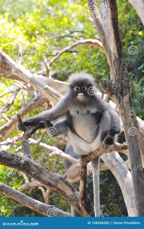 Wild Dusky Langur Dusky Leaf Monkey Spectacled Langur Spectacled