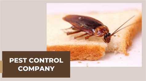 Importance Of Pest Control Services What Are The Odds