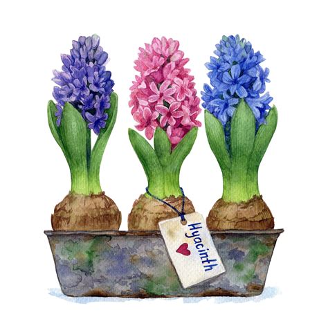 Hyacinth Clipart Hand Painted Watercolor Digital Print Files Etsy