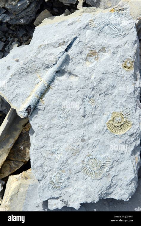 Collecting Belemnite Fossil In Stone Found In Franconia Bavaria