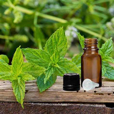 Peppermint Essential Oil » Zen Aroma