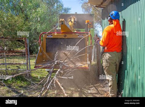 Un Uomo Che Alimenta Gli Alberi Si Trasforma In Uno Scalpello O In Una