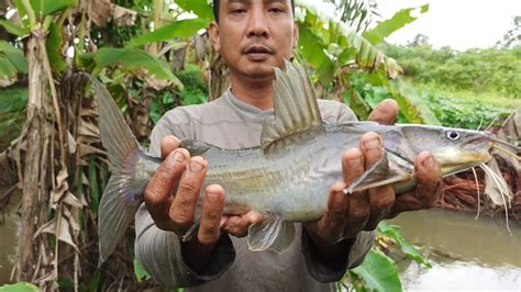 Mancing Baung Umpan Ikan Umpan Jitu Buat Baung Babon YouTube