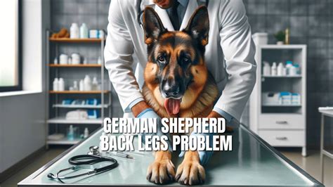 German Shepherd Back Legs Problem (Path to Strength) – GSD Colony