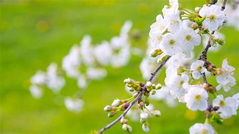 Blossom Branch Spring White Flower In Blur Green Background 4K HD ...