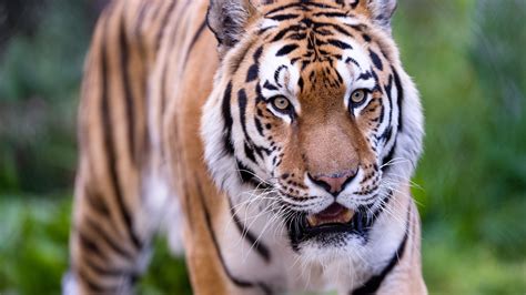 Download wallpaper 3840x2160 tiger, wild, striped, predator, animal 4k