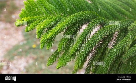 Molalevi Araucaria Excelsa