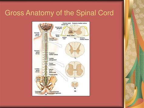 Ppt Cns The Spinal Cord Spinal Nerves And Spinal Reflexes Powerpoint Presentation Id 6681924