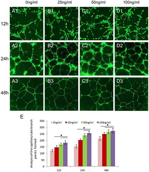 GDF15 Induced Capillary Like Tube Formation On Matrigel In Vitro At 12