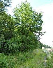 Category:Turkov - Wikimedia Commons