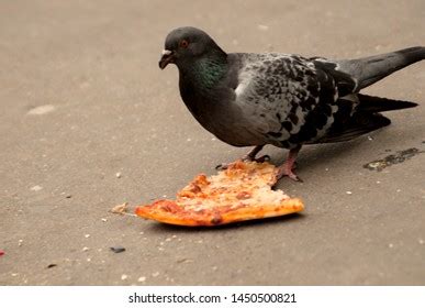 Pigeon Eating Pizza On Ground Stock Photo 1450500821 | Shutterstock