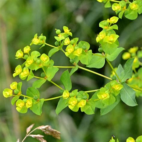 Upright Spurge from Brumov Bylnice Česko on July 2 2023 at 09 10 AM