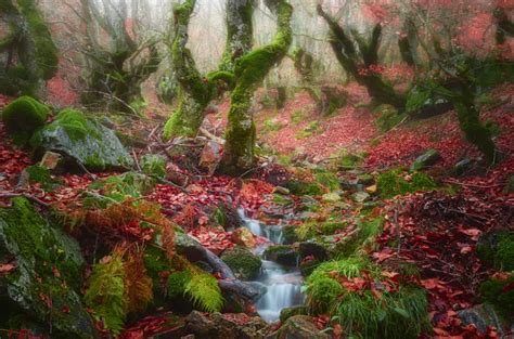 Foto Bosque De Casta Ar De El Tiemblo Vila Los Mejores Bosques De