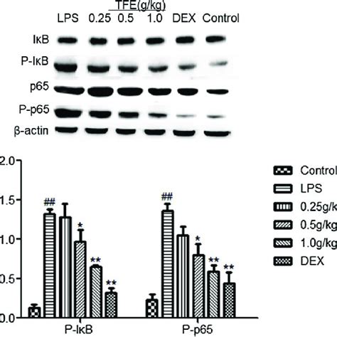 Effects Of Tfe On The Proteins Expression Of P Iκb And P P65 In Nf κb