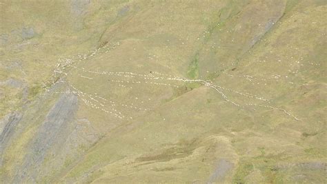 sheep flock     photo  pixabay pixabay