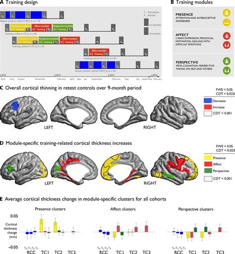 Structural Plasticity Of The Social Brain Differential Change After