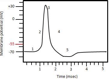 When nerve cells are at rest, there is a resting membrane potential ...