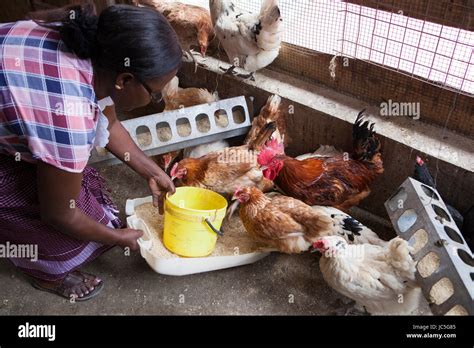 A Female Small Business Poultry Farmer Feeds Her Chickens Tanzania