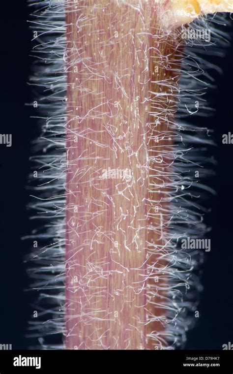 Root Hair Microscope Scanning Micrograph Microscope Electron Root