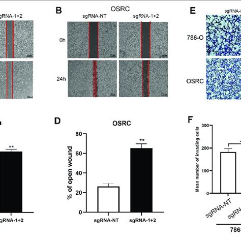 Cripsrdcas13b Mettl3 Increased The Expression Level Of Lncrna Neat1