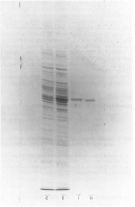 Sds Polyacrylamide Gel Electrophoresis Of Liver Microsomes From Control