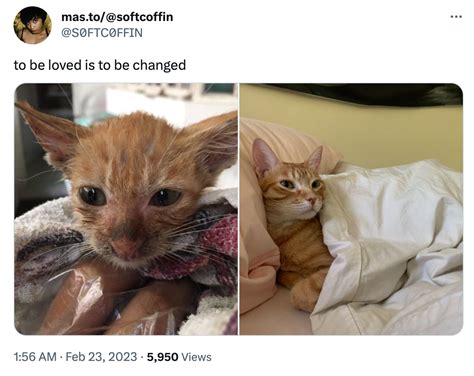 Cat To Be Loved Is To Be Changed Know Your Meme