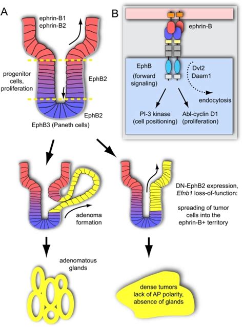 Eph Ephrin Molecules A Hub For Signaling And Endocytosis Abstract