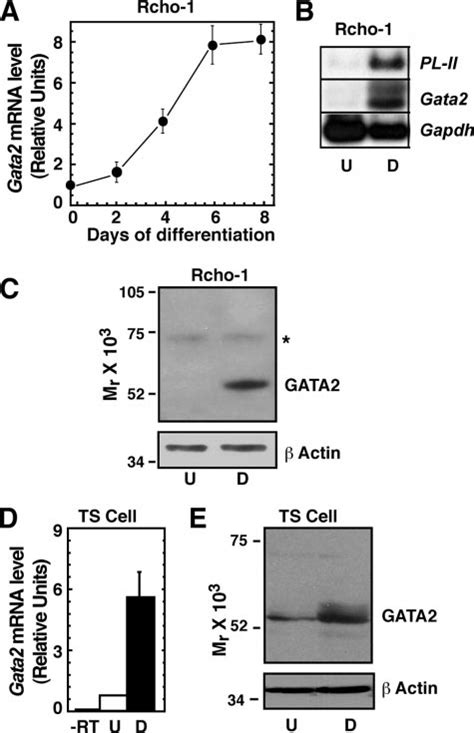 Induction Of Gata Expression During Trophoblast Giant Cell