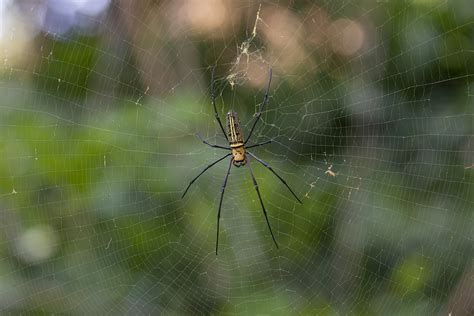 Nephila Maculata Giant Wood Spider Free Photo On Pixabay