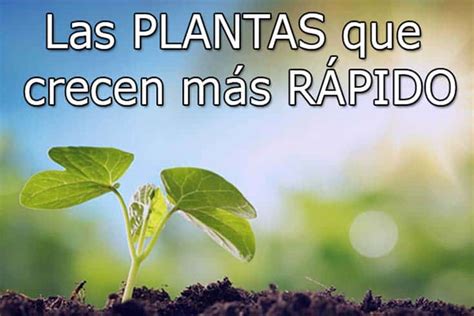 Sabes cuáles son las plantas que crecen más rápido