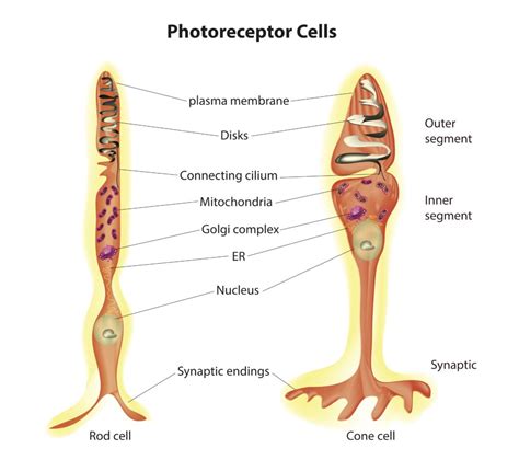 Cone Cell Diagram