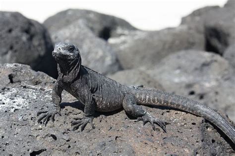 Wildlife Photography on the Galapagos Islands | Galapagos islands ...