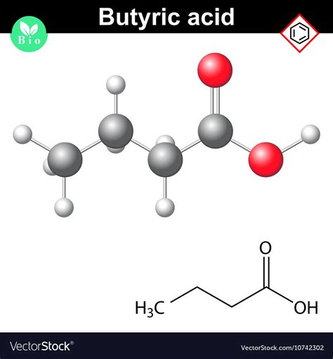 Butanoic Acid Molecule Royalty Free Vector Image