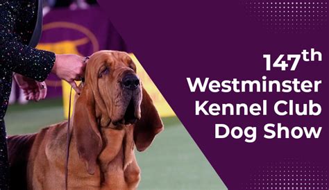 147th Westminster Kennel Club Dog Show 2023 - BudgetPetWorld