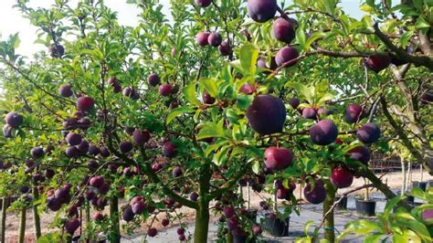 CIRUELO APRENDE TODO ACERCA EL CULTIVO DE ESTE ÁRBOL FRUTAL