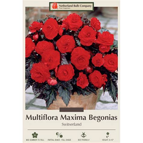 Begonia Multiflora Maxima Switserland Gertens Garden Center