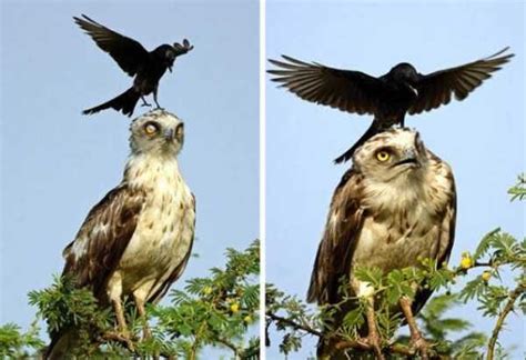 Interesting And Funny Pictures Of Crows 42 Photos By Оксана Малюк