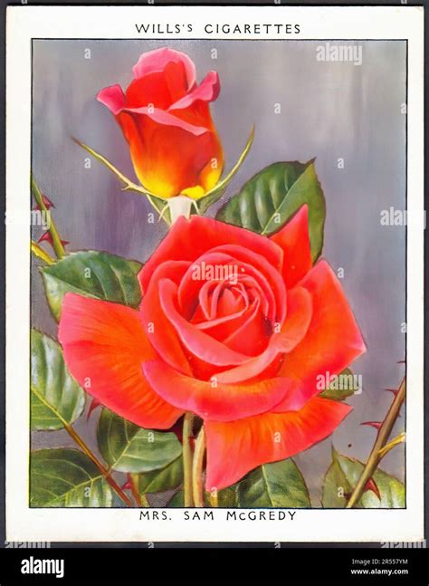 Mrs Sam Mcgredy Rose Vintage Cigarette Card Stock Photo Alamy