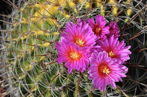 Barrel Cactus Bloom Photograph By Kyle Hanson Pixels