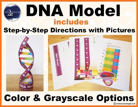 Paper Dna Model Step By Step Easy