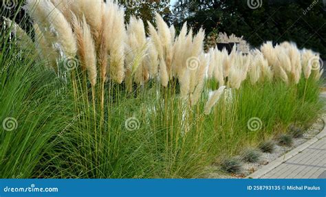 Also Known As Pampas Grass Or Pampas Dicotyledon Stock Image Image Of Mulch Fence 258793135