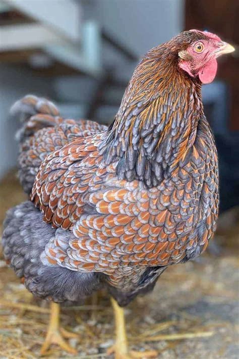 Top 7 American Chicken Breeds Appearance Temperament Eggs