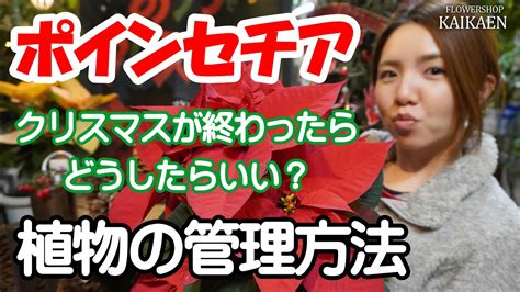 ポインセチア クリスマスが終わったら どうしたらいい？ 短日処理 半分でカット 放ったらかし 管理方法【おうちでガーデニング】開花園チャンネル