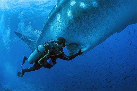 Galapagos Whale Shark Project Update Galapagos Conservation Trust