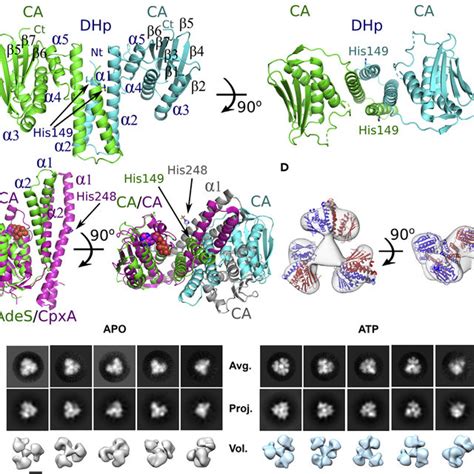 Figure S3 Related To Figure 4 Sequence Alignment Of Histidine Kinase